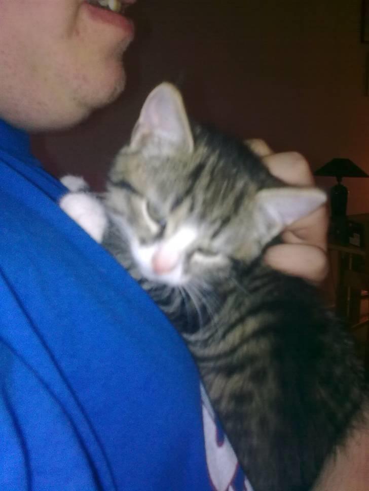 Blanding af racer Mica billede 1