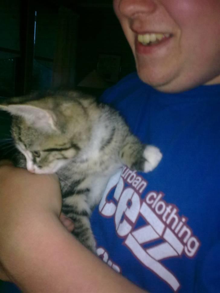 Blanding af racer Mica billede 2