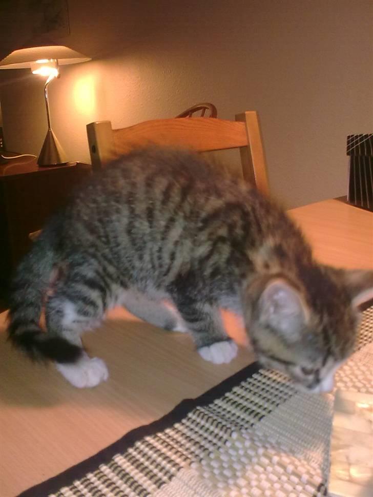 Blanding af racer Mica billede 3