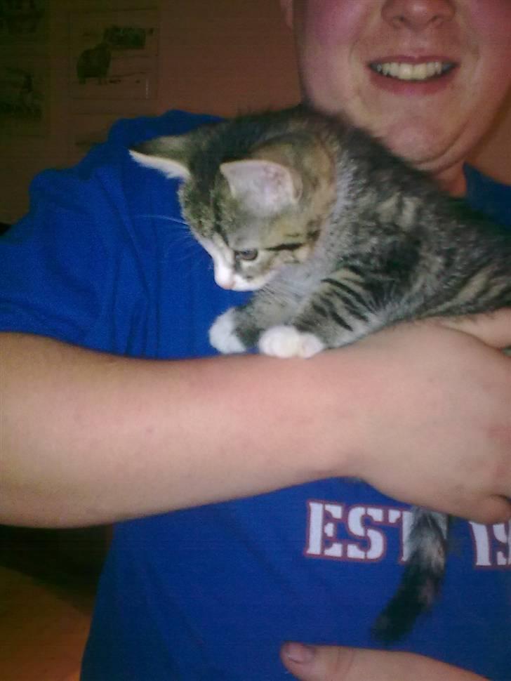 Blanding af racer Mica billede 5