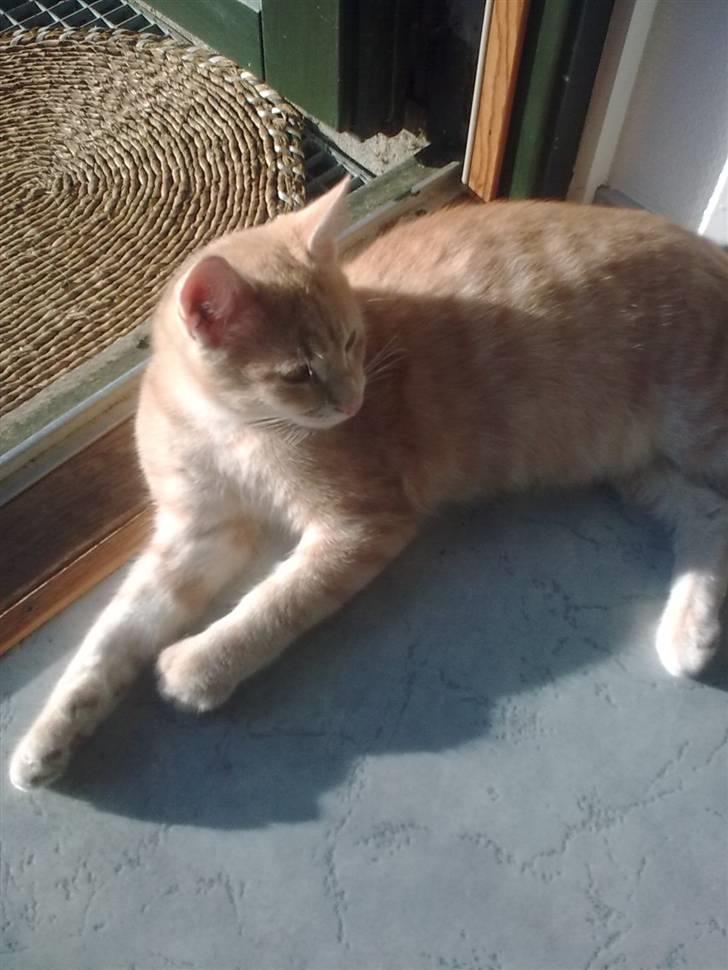 Huskat Tinni billede 14