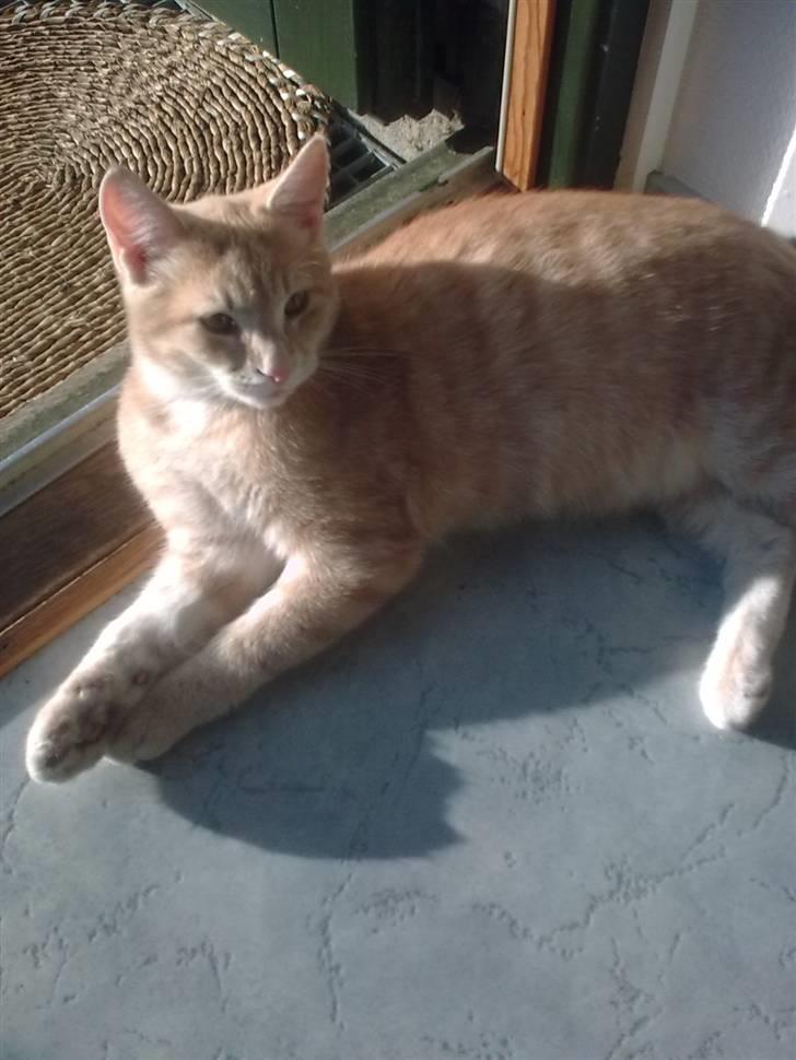 Huskat Tinni billede 15