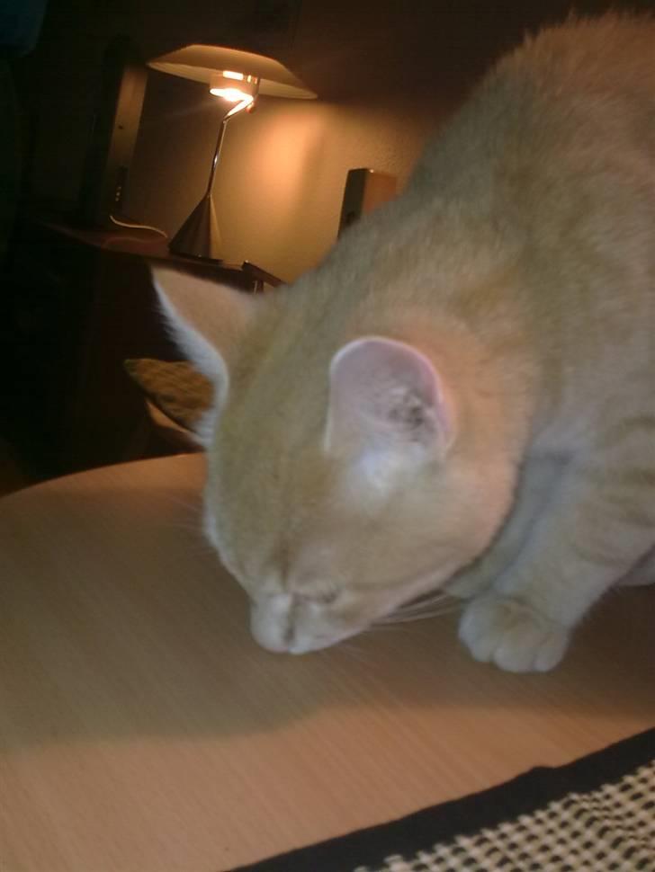 Huskat Tinni billede 16