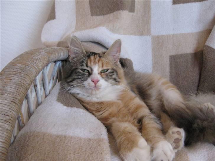 Blanding af racer Lille mis billede 7