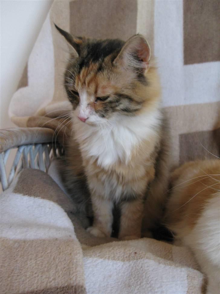 Blanding af racer Lille mis billede 8