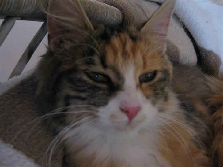 Blanding af racer Lille mis billede 9