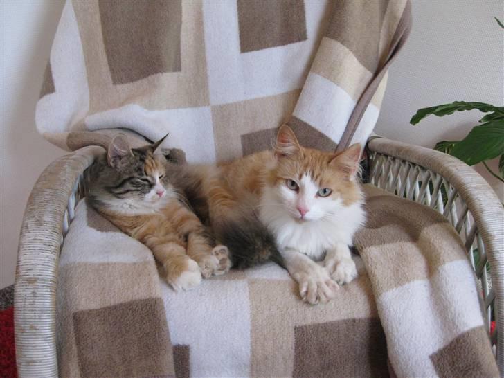 Blanding af racer Lille mis billede 11