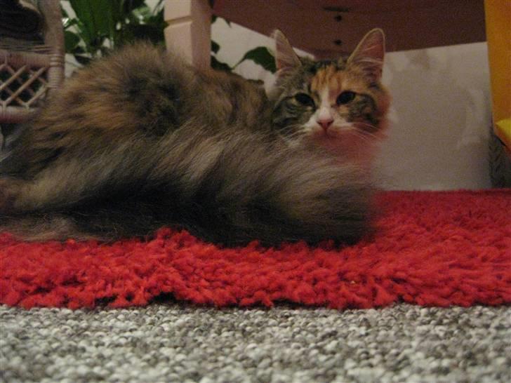 Blanding af racer Lille mis billede 12