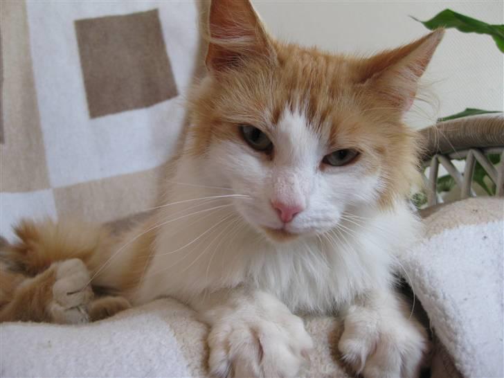 Blanding af racer John  billede 10