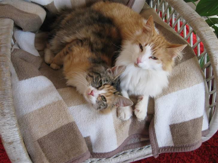 Blanding af racer John  billede 11