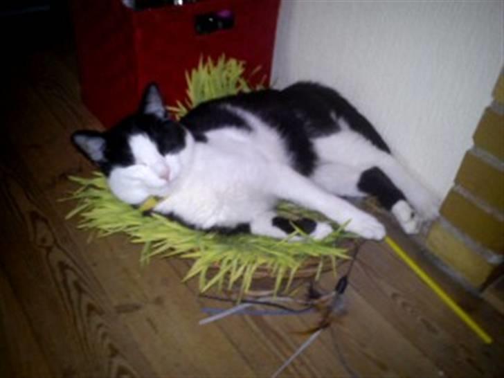 Huskat Leif billede 6