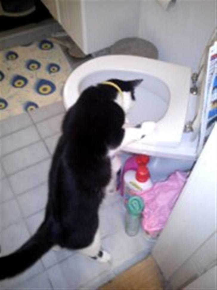 Huskat Leif - Total ynglings beskæftigelse... billede 7