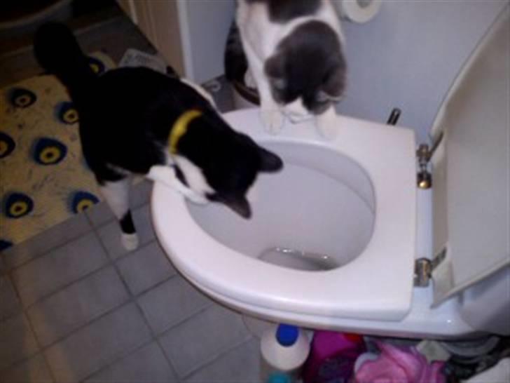 Huskat Leif billede 8