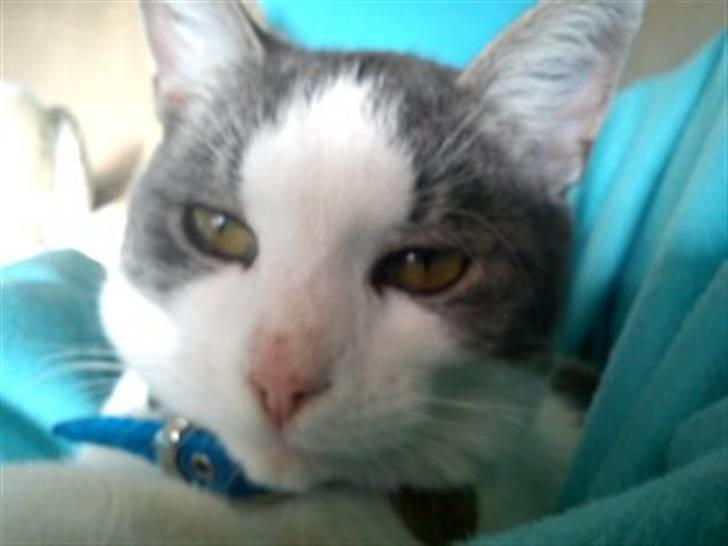 Huskat Jimmi billede 10