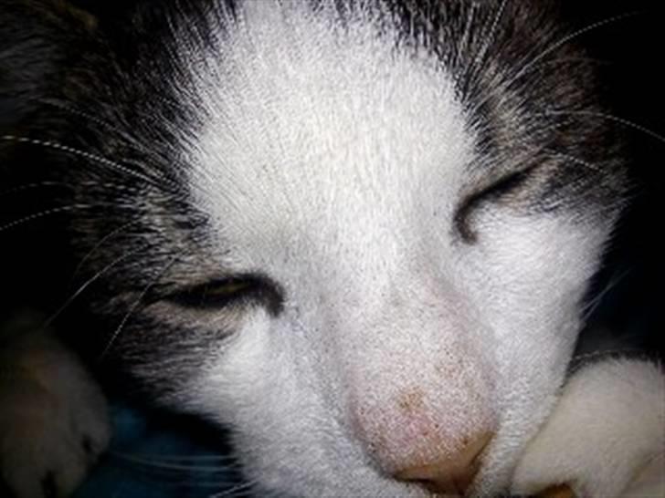 Huskat Jimmi billede 11