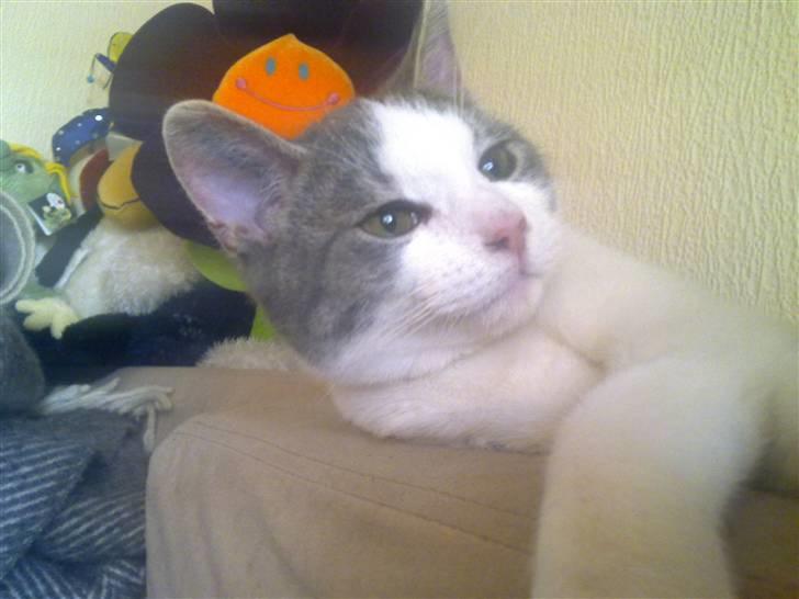 Huskat Jimmi billede 12