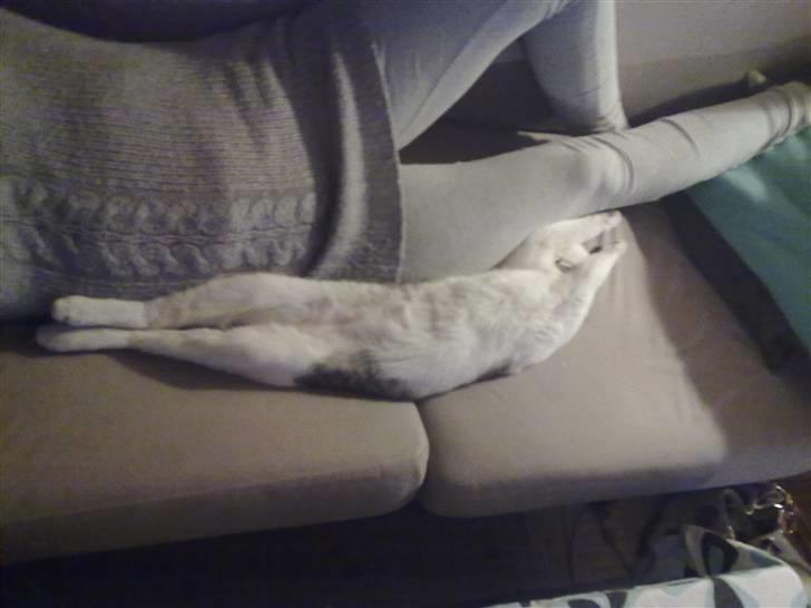 Huskat Jimmi billede 13