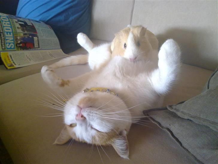 Huskat Kelly billede 14