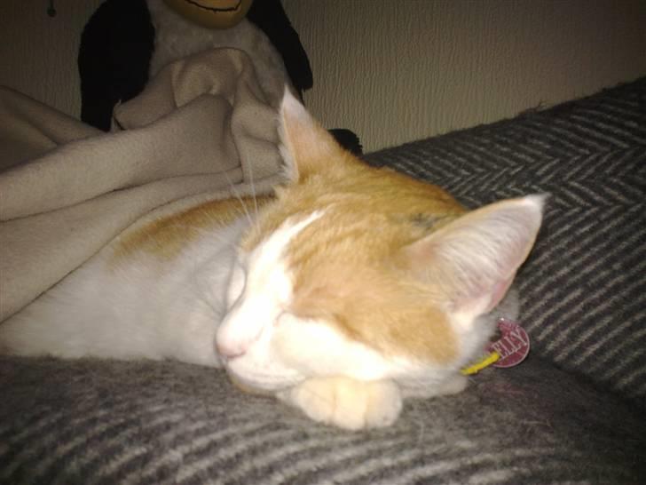 Huskat Kelly billede 15