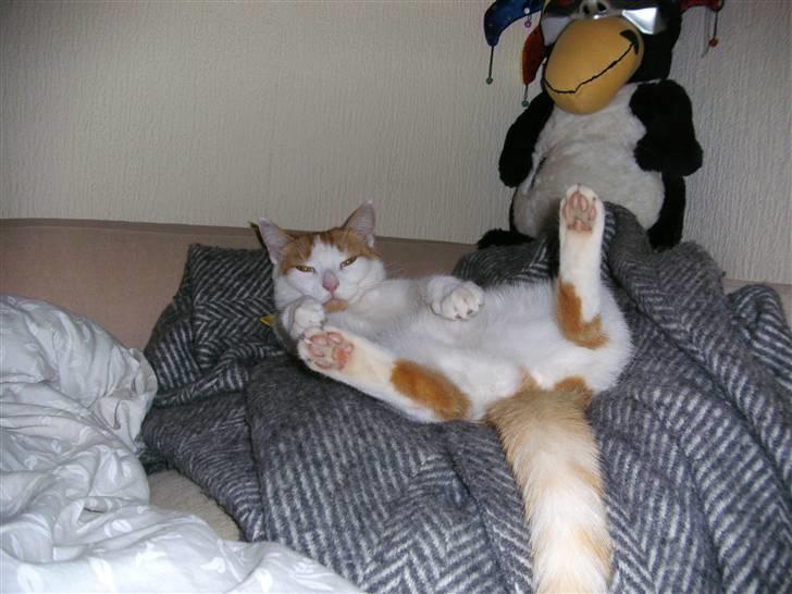 Huskat Kelly billede 16