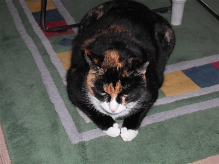 Huskat |Misja Den dejlige!<3I; - Hun tænker "så nu er der ingen der kæler med mig mere, nu ligger jeg bare her indtil de kommer igen!" billede 12