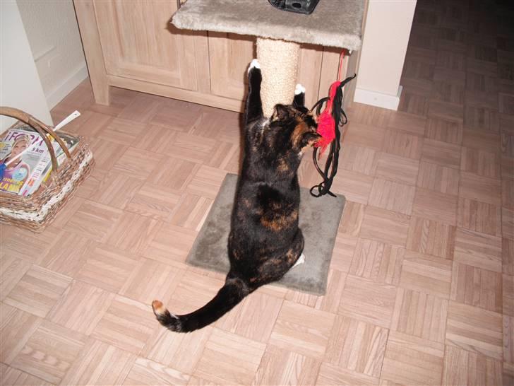 Huskat |Misja Den dejlige!<3I; - Mit dejlige kradse træ billede 13