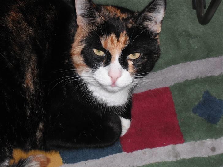 Huskat |Misja Den dejlige!<3I; - FOTOGEN! billede 14