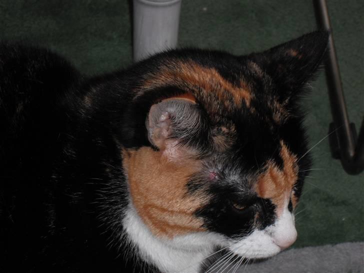 Huskat |Misja Den dejlige!<3I; - Smukke Misja! :D<3 billede 15