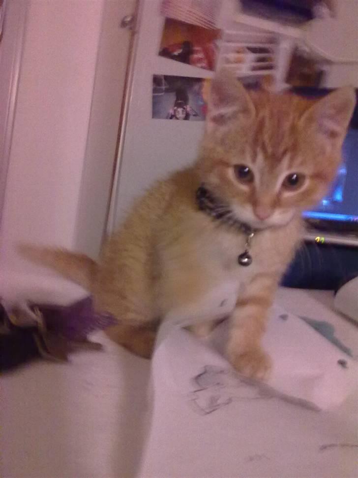 Blanding af racer Lukkie's Garfield Savnet - Velkommen til Lukkie´s Garfield MINBABY profil :) <3 billede 1