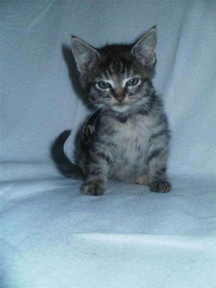 Huskat Wilma (L) billede 1