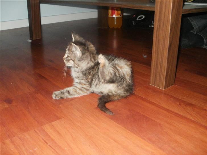 Huskat Wilma (L) billede 2