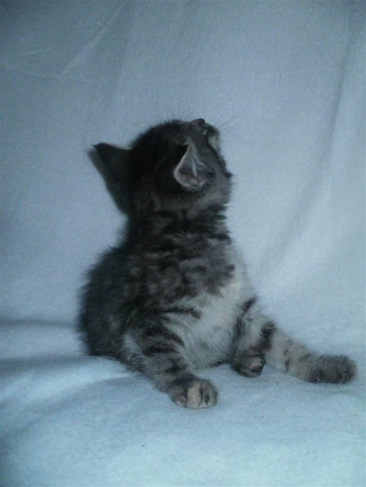 Huskat Wilma (L) billede 3