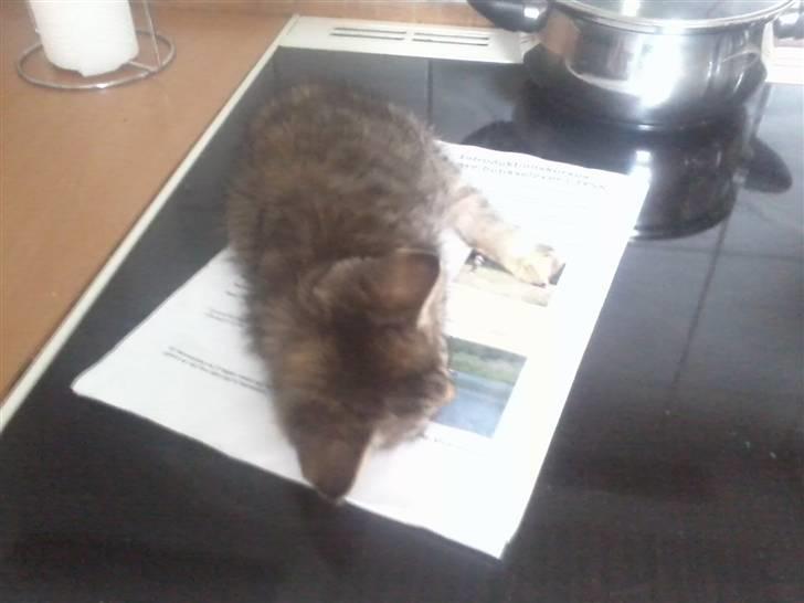 Huskat Wilma (L) billede 5
