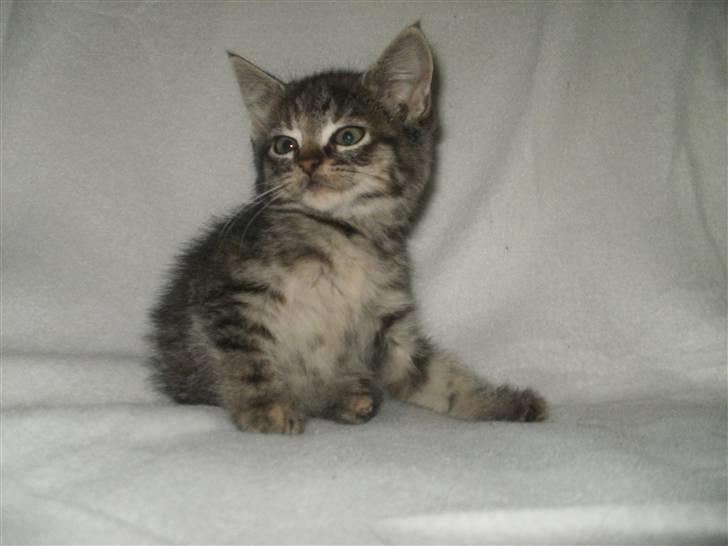 Huskat Wilma (L) billede 6