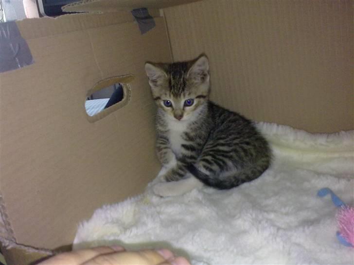 Huskat Pjevs. Solgt. billede 1