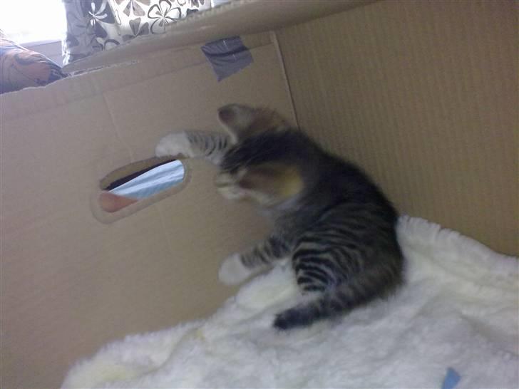 Huskat Pjevs. Solgt. billede 2