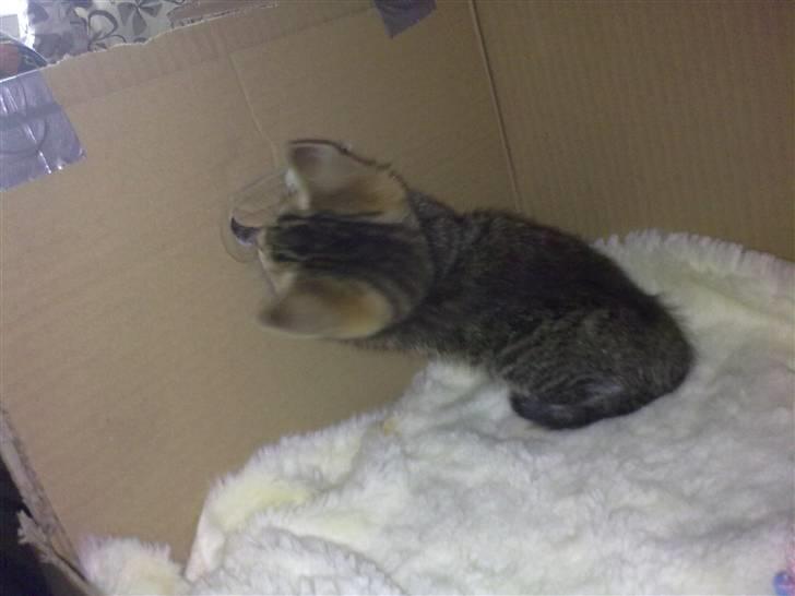 Huskat Pjevs. Solgt. billede 3