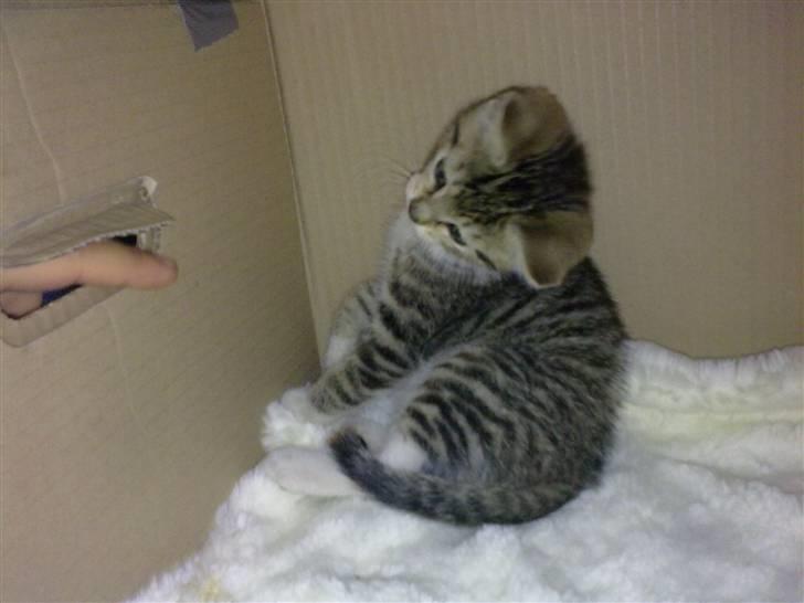 Huskat Pjevs. Solgt. billede 4