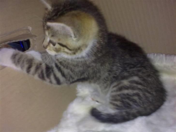 Huskat Pjevs. Solgt. billede 5