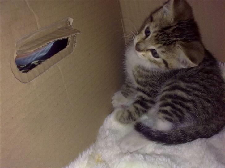 Huskat Pjevs. Solgt. billede 6