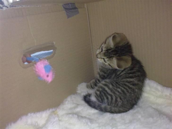 Huskat Pjevs. Solgt. billede 7