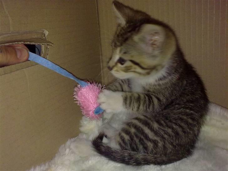 Huskat Pjevs. Solgt. billede 8