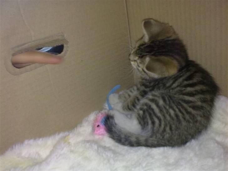 Huskat Pjevs. Solgt. billede 9