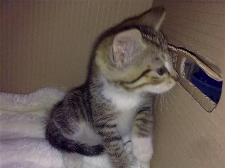 Huskat Pjevs. Solgt. billede 10