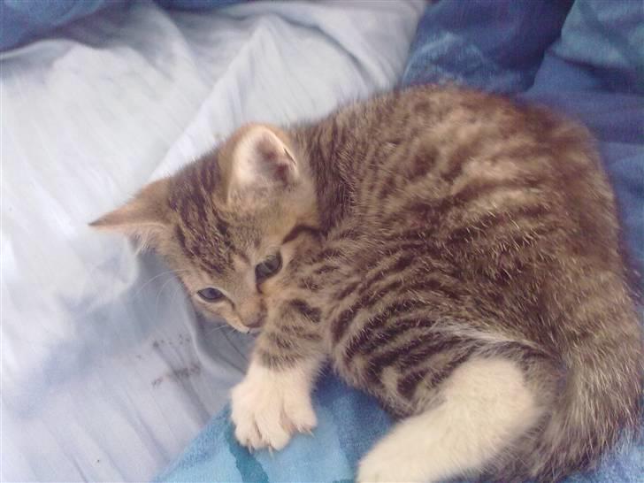 Huskat Pjevs. Solgt. billede 11