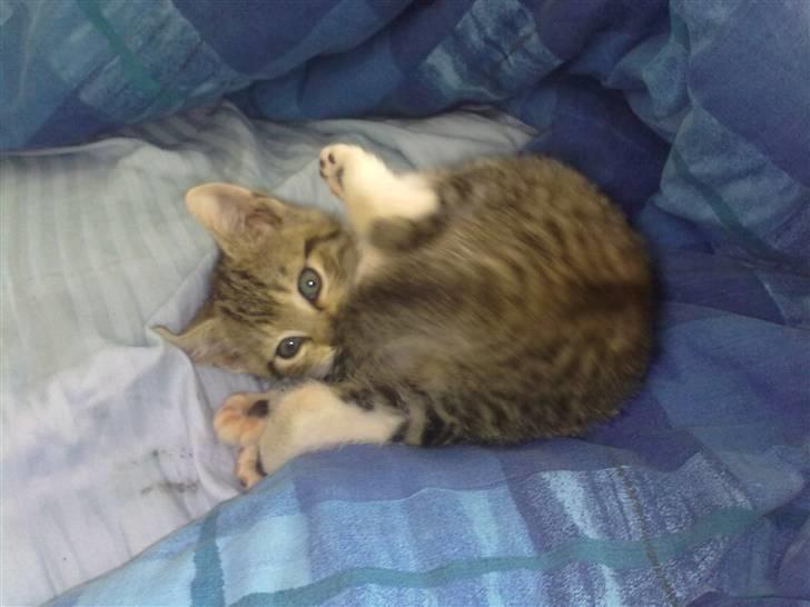 Huskat Pjevs. Solgt. billede 12