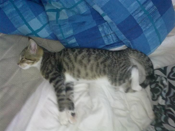 Huskat Pjevs. Solgt. billede 13