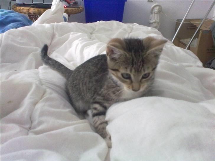 Huskat Pjevs. Solgt. billede 14