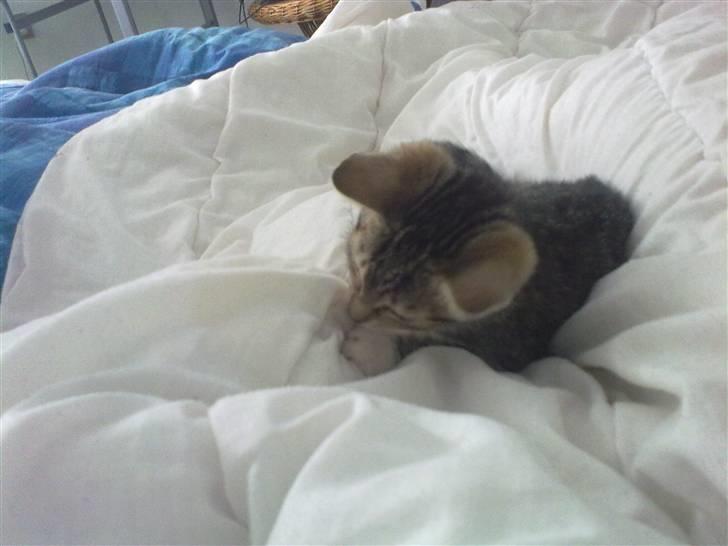 Huskat Pjevs. Solgt. billede 15