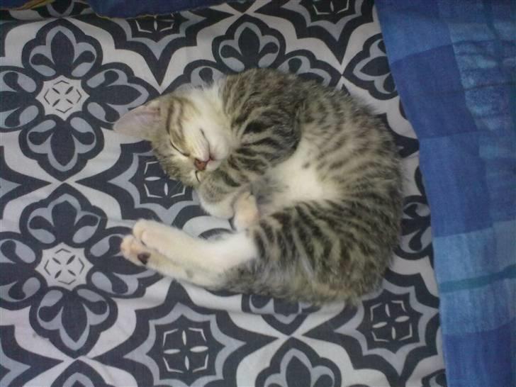 Huskat Pjevs. Solgt. billede 16